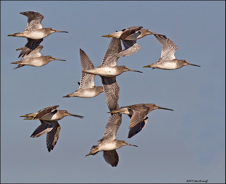 _5SB4989 short-billed dowitcher.jpg